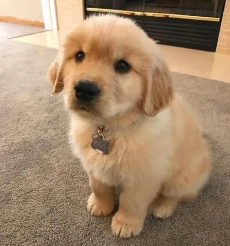 Filhote Golden Retriever, Lambidas e brincadeiras garantidas todos os dias!