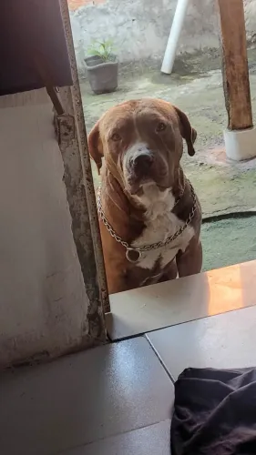 Pittybull adulto