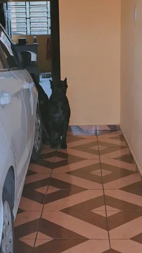 Cane corso fêmea