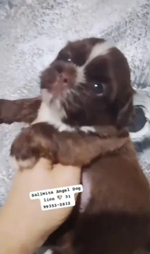 Shihtzu mini chocolate