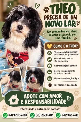 Theo precisa de um novo lar, adote com responsabilidade