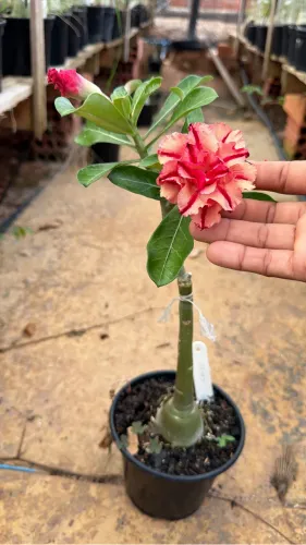 Rosa do deserto