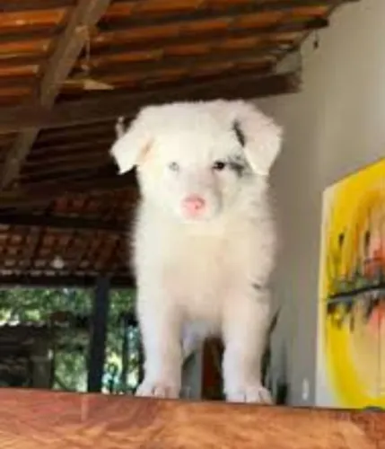 Filhotes Boder collie 