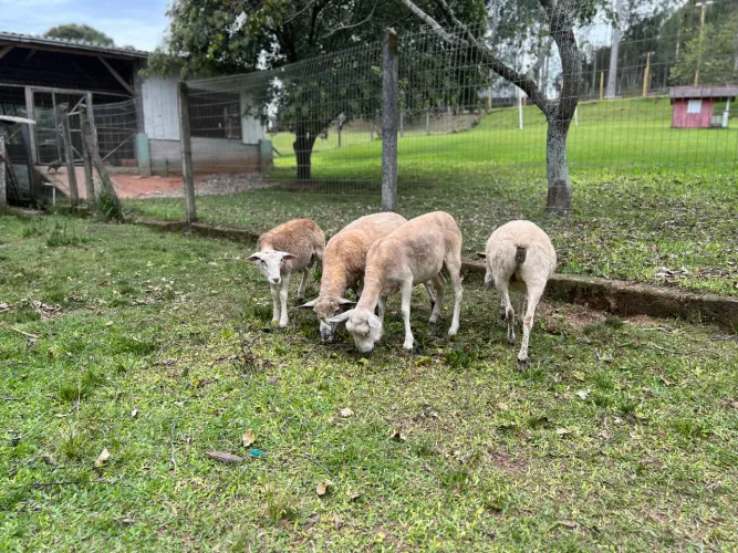 Ovelhas à venda - qualidade e ótima genética!