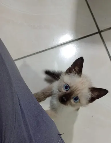 Gatinho Siamês para Adoção!