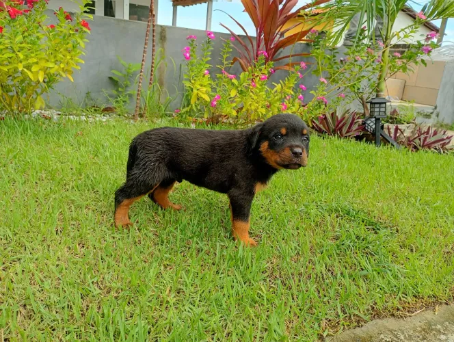 Filhote de rottweiler