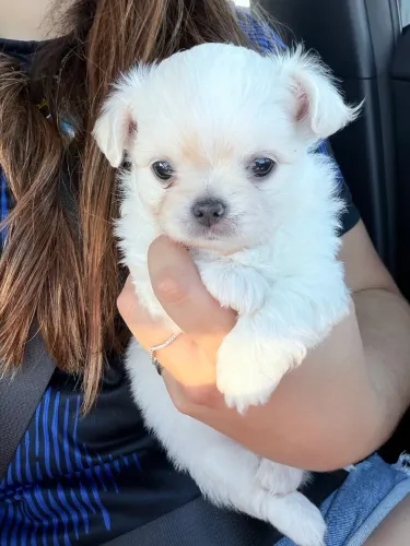 Filhote de Chihuahua pelo longo 