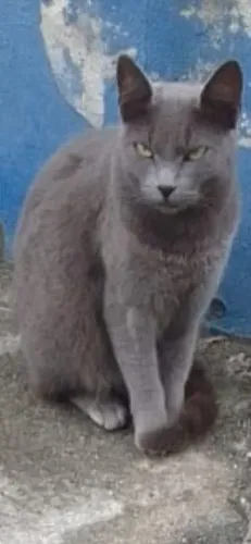 Linda Gata Cinza para adoção - RJ