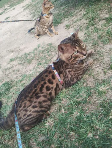 Bengal com pedigree