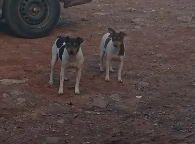Fox Paulistinha 