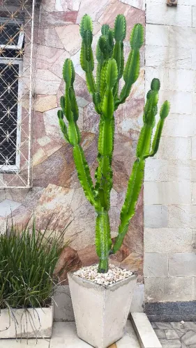 Cacto com várias mudas