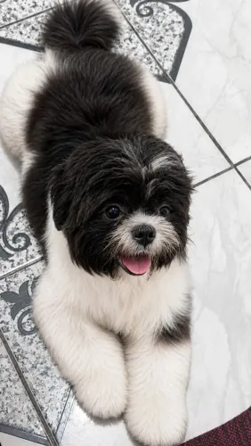 Shitzu com 9 meses 