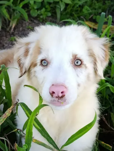 Lindo filhotes de Border Collie 