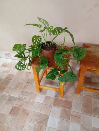 Costela de Eva