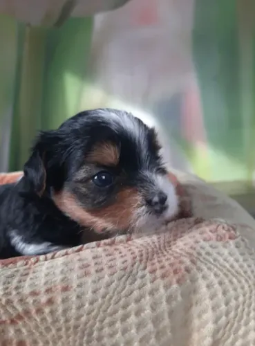 Biewer Terrier Pequeno Fêmea Linda e Afetuosa