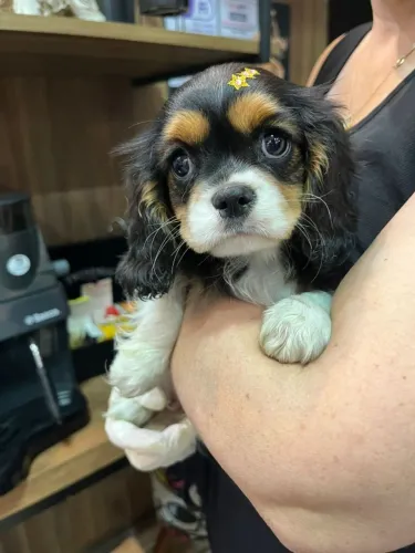 Cavalier king fêmea na cor tricolor, foto real !