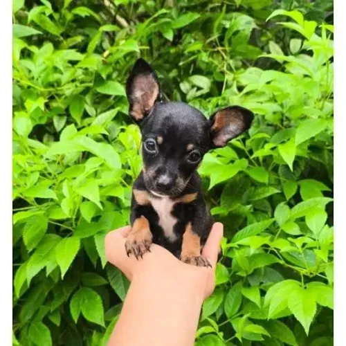 Pinscher Valente e Protetor