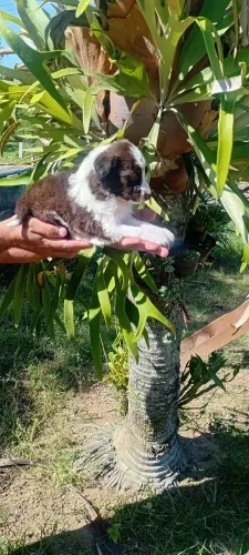 Cachorro BORDER  COLLIE