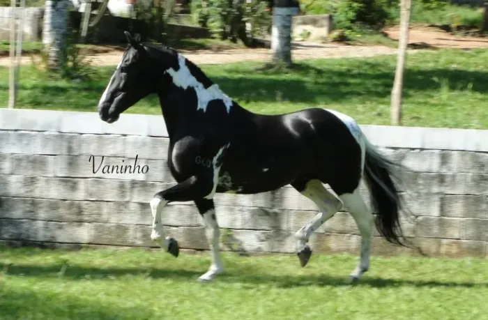 Cobertura Cavalo Pampa de Preto Homozigoto "Antares da Santa Esmeralda"