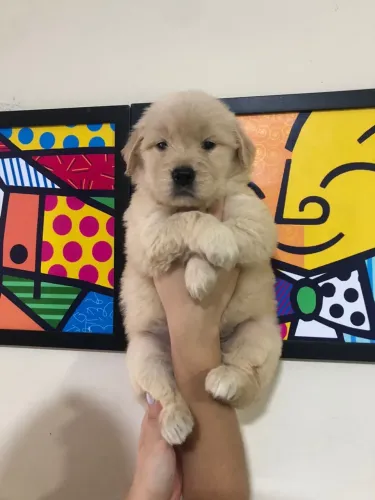 Golden Retriever companheiro fiel temos filhotes 