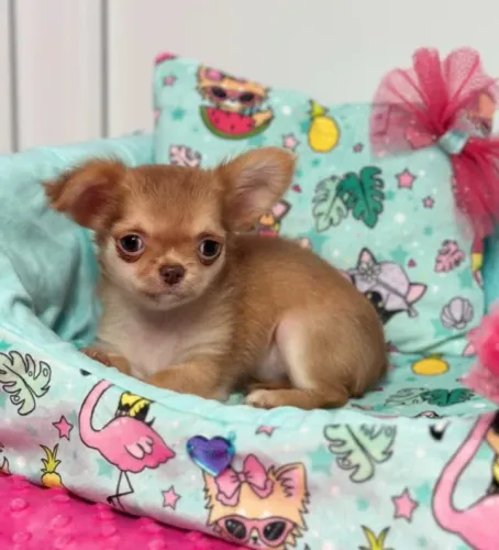 Chihuahua Fêmea Beige: Um Amigo Fiel Que Vai Iluminar Seu Lar!