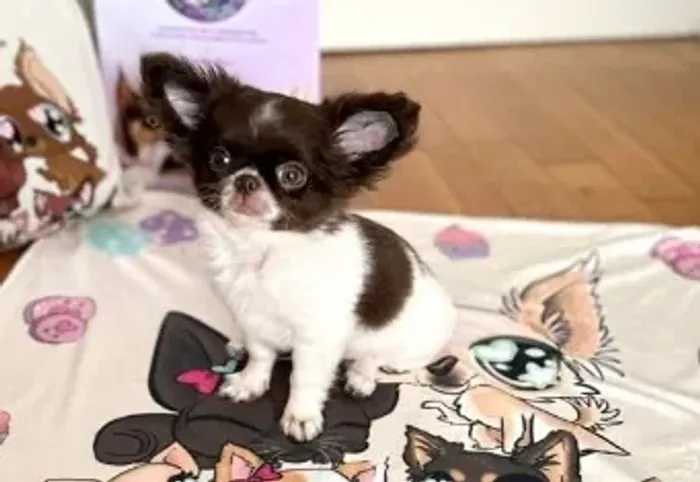 Chihuahua Macho Liver and White: O Melhor Companheiro de Todos os Tempos!