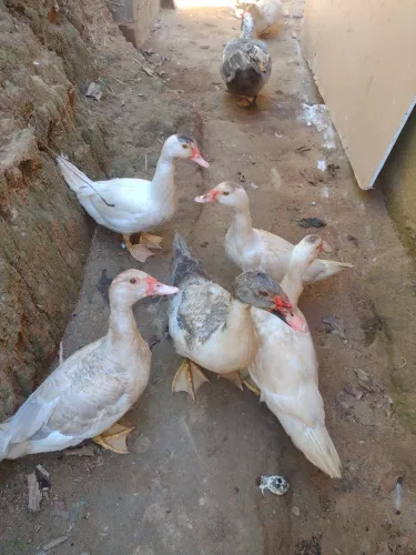 Patos Muscovy para Criação