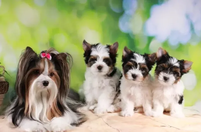 Biewer Terrier Fêmea Tricolor Sua Nova Melhor Amiga Está Aqui