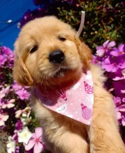 Filhotes de Golden Retriever com Pedigree