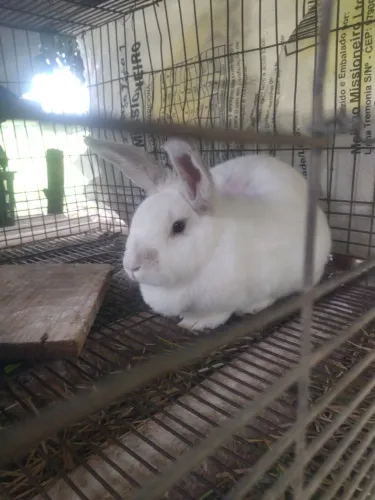 Coelhos