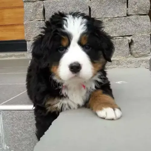 Filhotes de Bernese | Uma nova história pode começar com quatro patas!