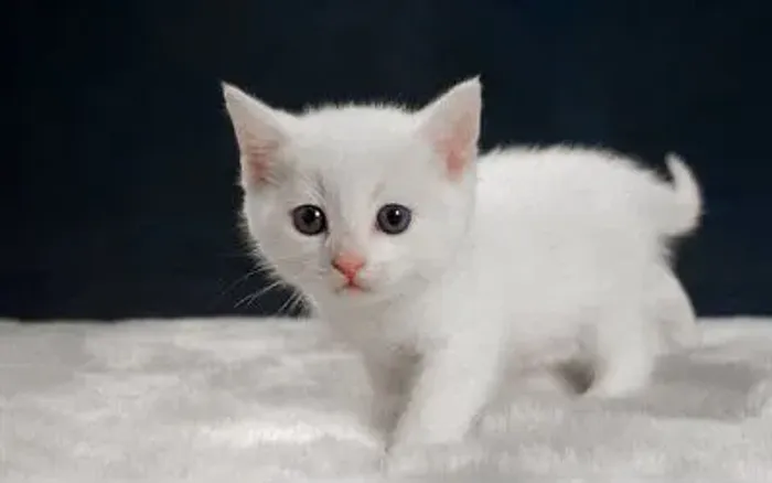 Gatinhas brancas fêmeas disponível