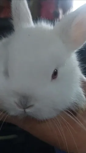 Coelho anão Netherland Dwarf disponível Pelagem himalaio