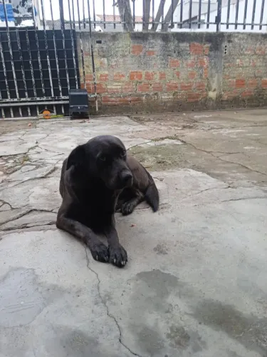 Cachorro