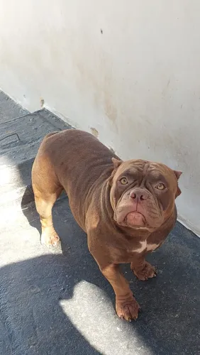 American Bully Femea