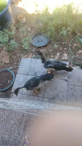 Patos a venda