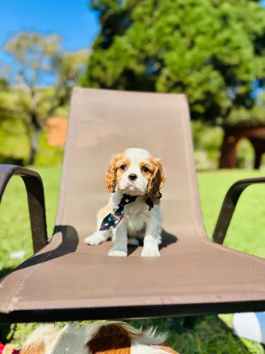 CAVALIER KING CHARLES SPANIEL!!!