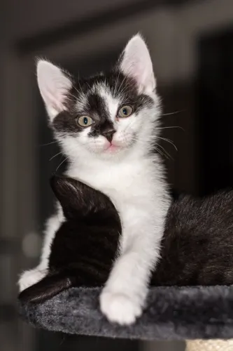 Gatinhos branco e preto barato