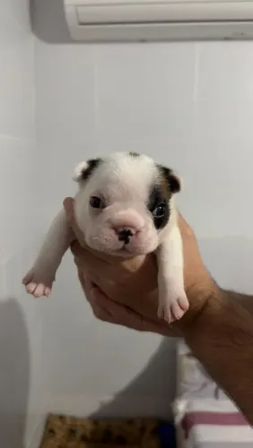 Bulldogue Francês