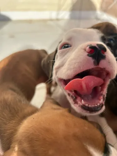 Filhotes de Boxer