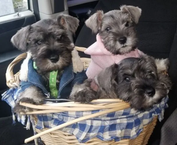 Fêmeas de Schnauzer!!! 