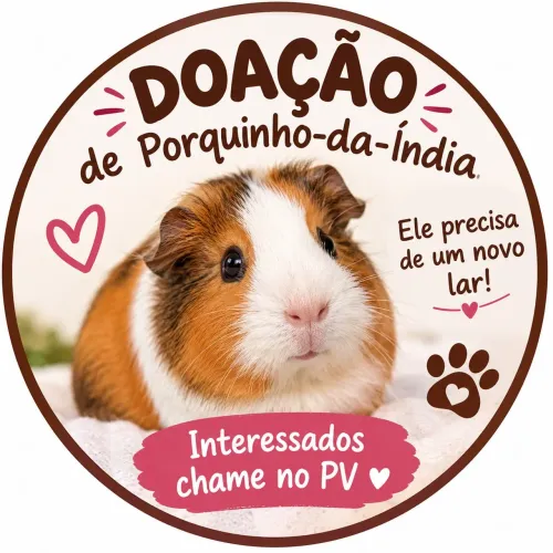 Porquinho da india