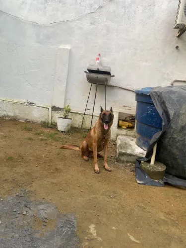 Pastor Belga Malinois