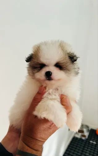 Lulu da Pomerânia