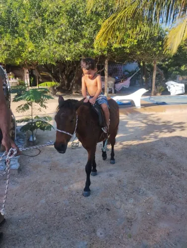 Vendo pônei macho ,manço de cela , inteiro