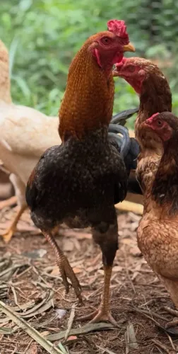 VENDE-SE FRANGO ÍNDIO - PLUMAGEM DIFERENCIADA