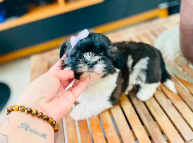 Linda fêmea de shih tzu com Pedigree