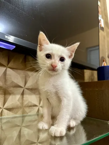 Gatinhos para adoção 