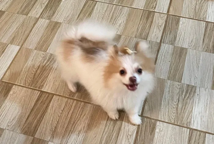 Lulu da Pomerânia Spitz Alemão Fêmea