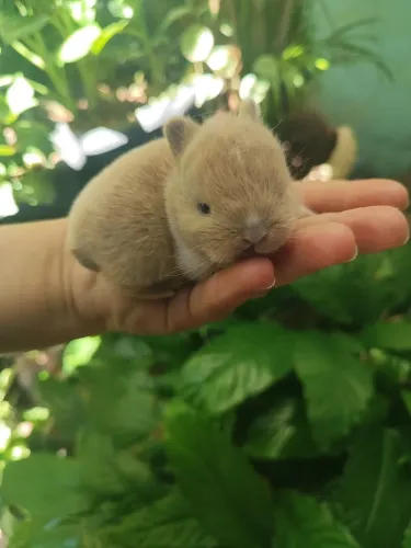 Coelhinhos Netherlands 